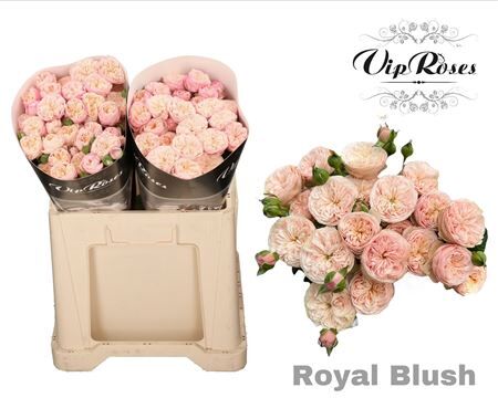 R Tr Royal Blush 577