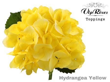 Hydr M Sunny Yellow 60 Cm
