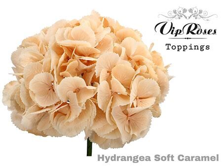 Hydr M Soft Caramel 60 Cm