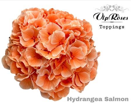 Hydr M Salmon L 80 Cm