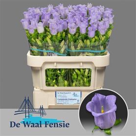 Camp M Champion Lave