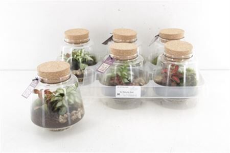 Arr3 Wa Terrarium - Mercurius Small