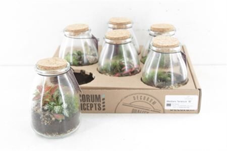 Arr3 Wa Terrarium - Io (6 Pack)