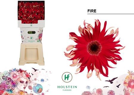 Ge Kv Gerpasta Fire Diamond X45