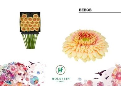 Ge Mb Gerponi Bebob Dia Kaart X60