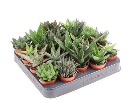 Aloe - Haworthia Gemengd