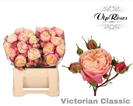 R Tr Victor Classic@
