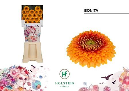 Ge Mb Gerponi Bonita Diamond X80