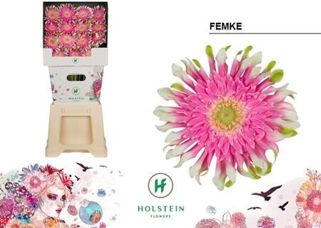 Ge Kv Gerpasta Femke Diamond X45