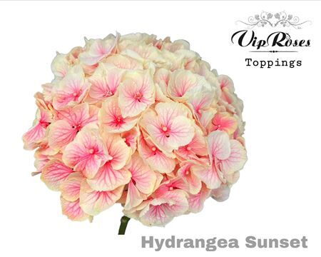 Hydr M Sunset 60 Cm
