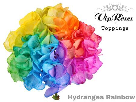 Hydr M Rainbow 75 Cm