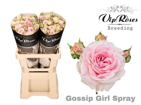 R Tr Gossip Girl