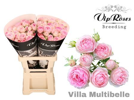R Tr Villa Multibelle