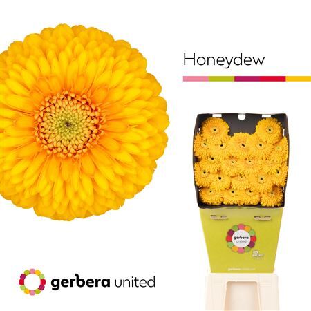 Ge Mb Honeydew Diamond