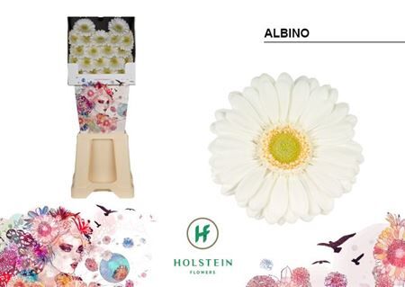 Ge Mi Albino Diamond X80