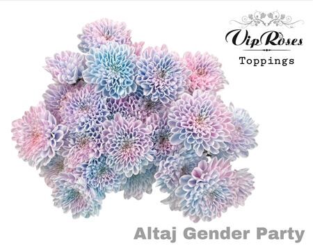 Chr T Altaj Gender Party
