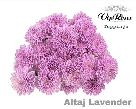Chr T Altaj Lavender