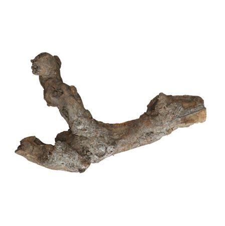 Kuwa root 25-30cm