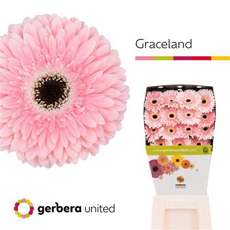 Ge Gr Graceland Diamond