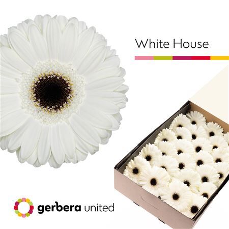 Ge Gr White House Doos