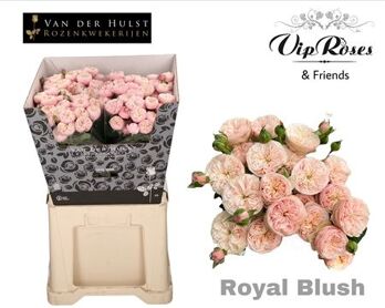 R Tr Royal Blush (vd Hulst)