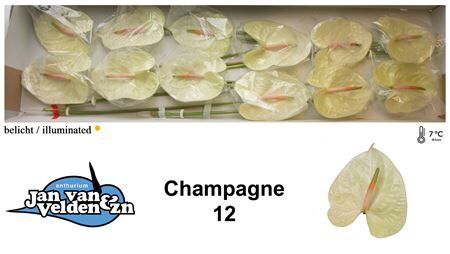 Anth A Champagne
