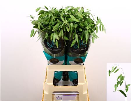 Chasmanth Latifolium