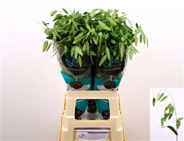 Chasmanth Latifolium