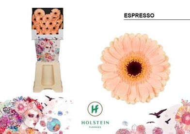 Ge Mi Espresso Diamond X80