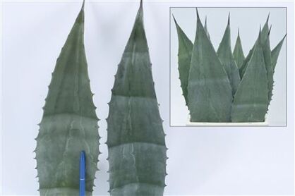 Agave Americana Blue 45cm