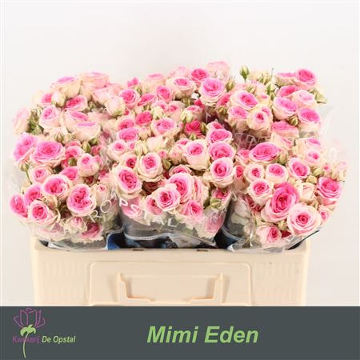 R Tr Mimi Eden | Van der Plas