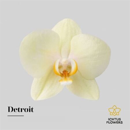 Phal An Detroit