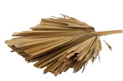 Dried Palm King Spear Naturel Per Stem