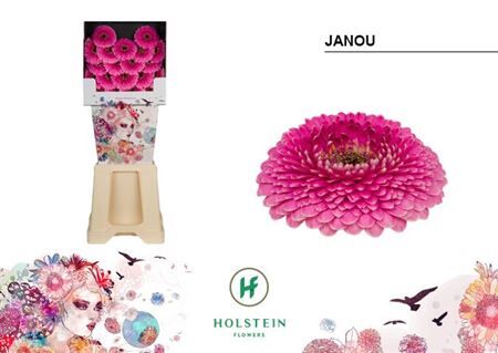 Ge Mb Gerponi Janou Diamond X80