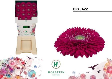 Ge Gb Gerponi Big Jazz Diamond X45