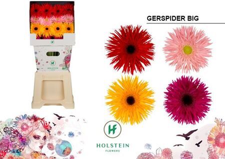Ge Gs Gerspider Big Op Rij Diamond X45
