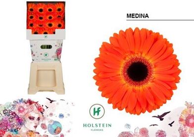 Ge Gr Medina Diamond