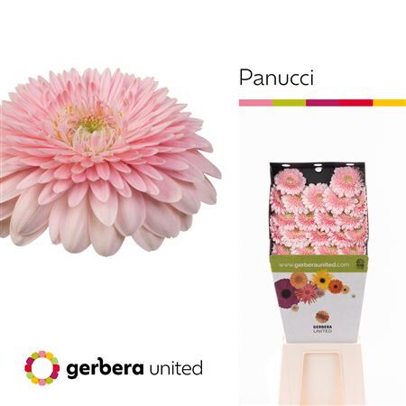 Ge Mb Panucci Diamond