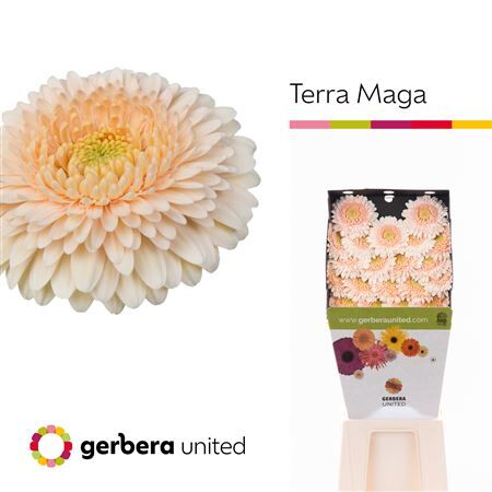 Ge Mb Terra Maga Diamond