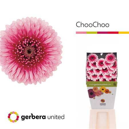 Ge Mb Choochoo Diamond