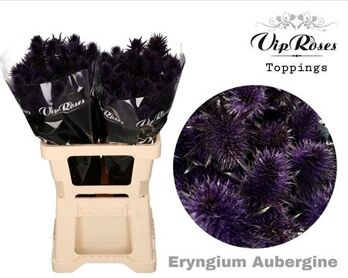 Eryngium Supernova Aubergine 60cm