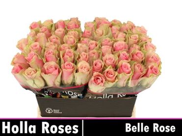 R Gr Belle Rose