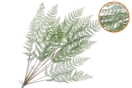 Silk Fern Cibotium Green Snowy 133cm Nm