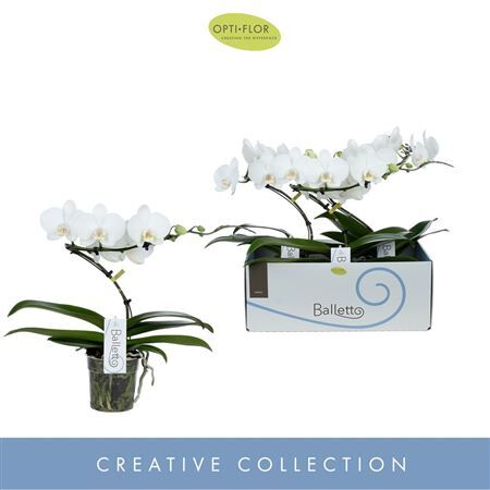 Phal Balletto Wing 1 Tak