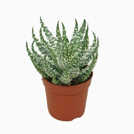 Aloe Humilis Shark