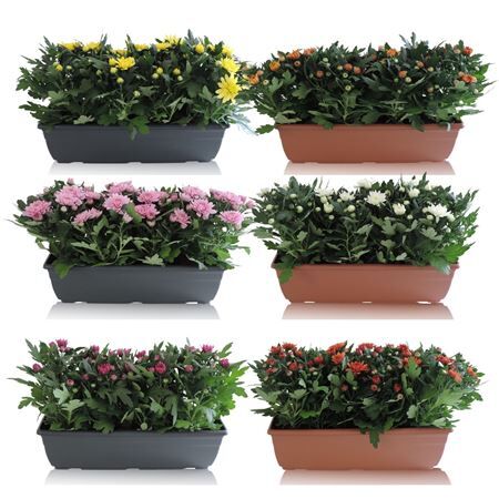 Chrys Gemengd Balkonbak