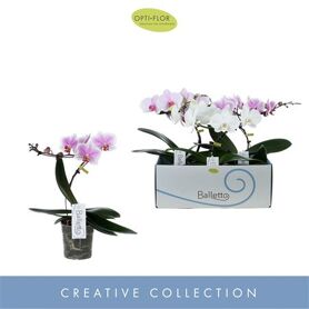 Phal Balletto Gemengd 1 Tak