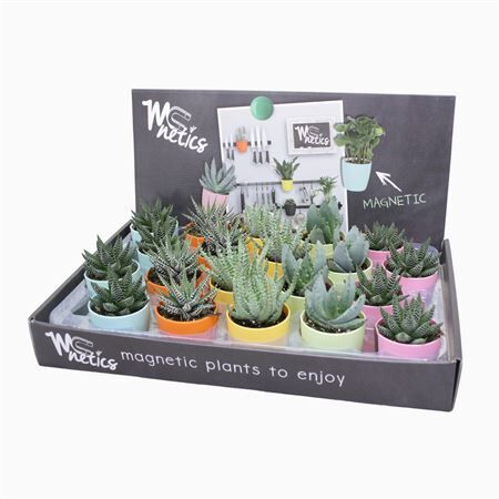 Aloe - Haworthia Gemengd Magnetic Pot Showdoos