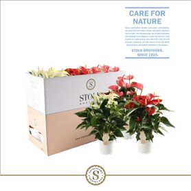 Anth A Misto 3 Colori