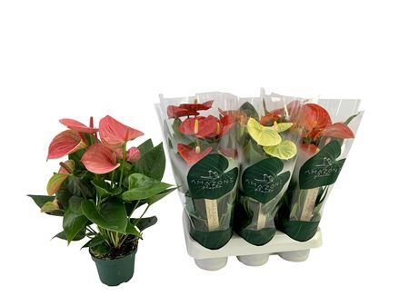 Anthu An Gemengd 4 Kl